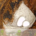 to yen dao, tổ yến đảo