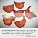 Tổ Yến Huyết, Huyết Yến